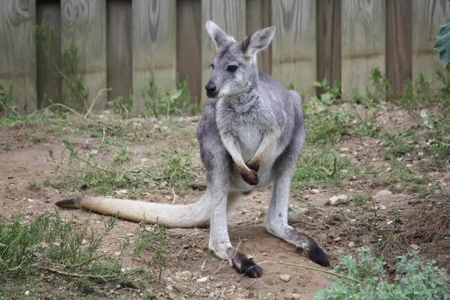 Kangaroo Wallpaper HD Premium Wildlife Art