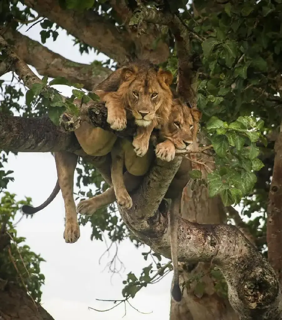 Background of Wild and Fierce Lions on a Tree
