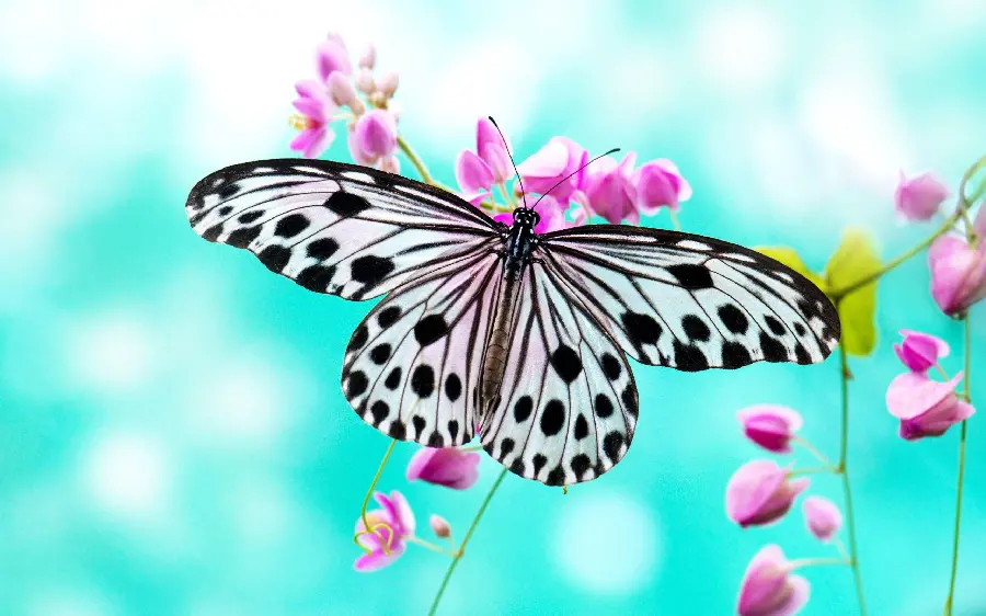 Butterfly on Flower Photo Capturing Pollination Behavior