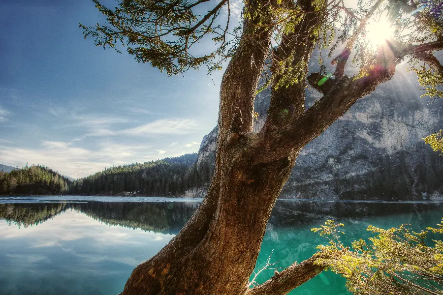 8K lake forest trees stunning wallpaper