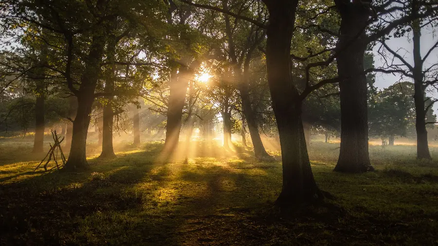 Sunset among forest trees wallpaper HD
