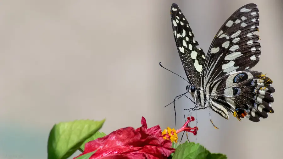 Most beautiful butterfly wallpaper in 4K quality