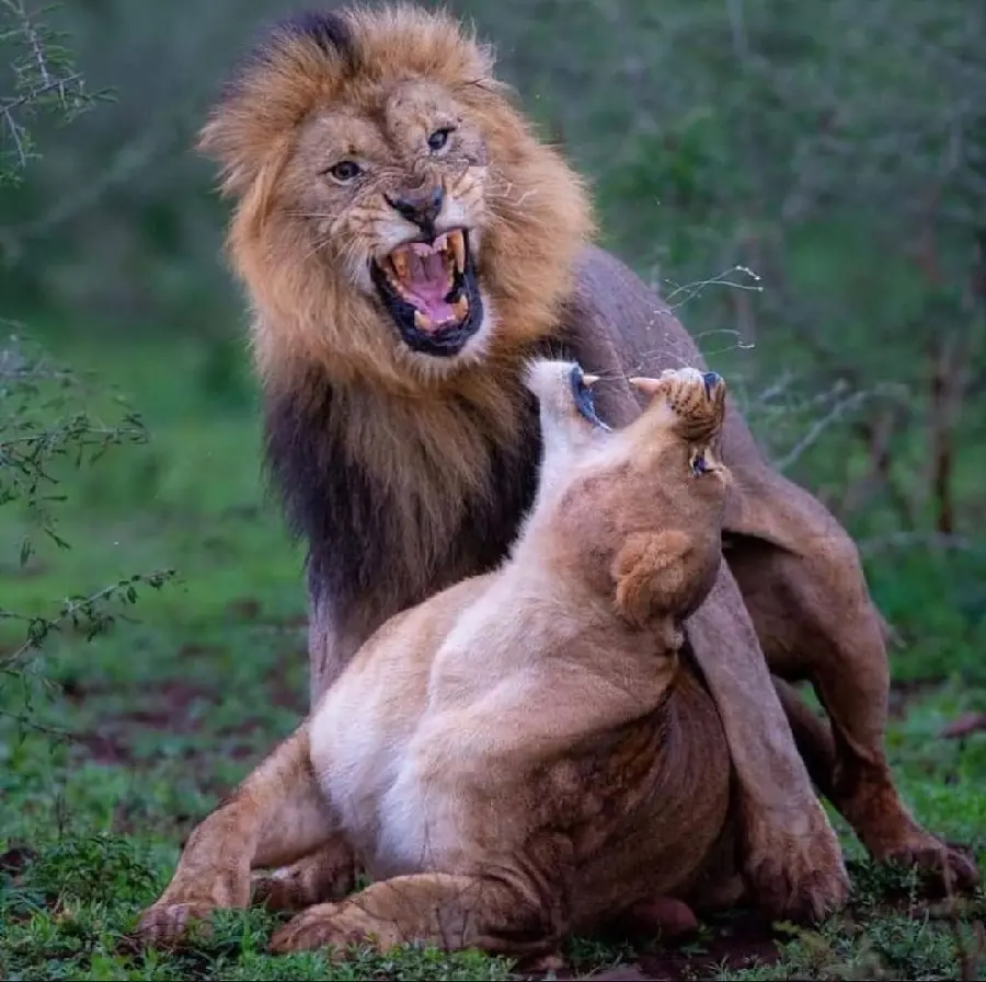 Download Image of Two Cool Lions Roaring in the Best Quality