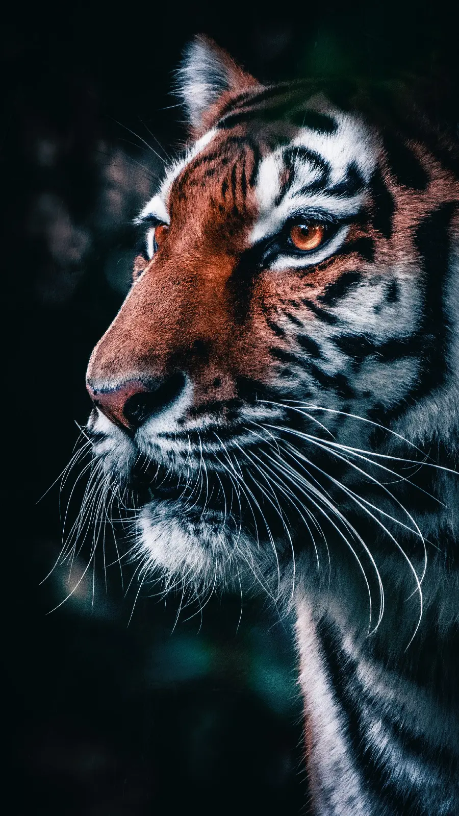 Cool Tiger HD Wallpaper in High Quality