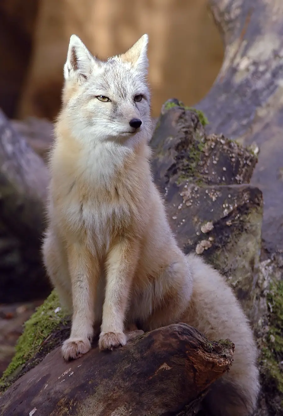 Pictures of Most Beautiful Fox Species - Turkmen Fox