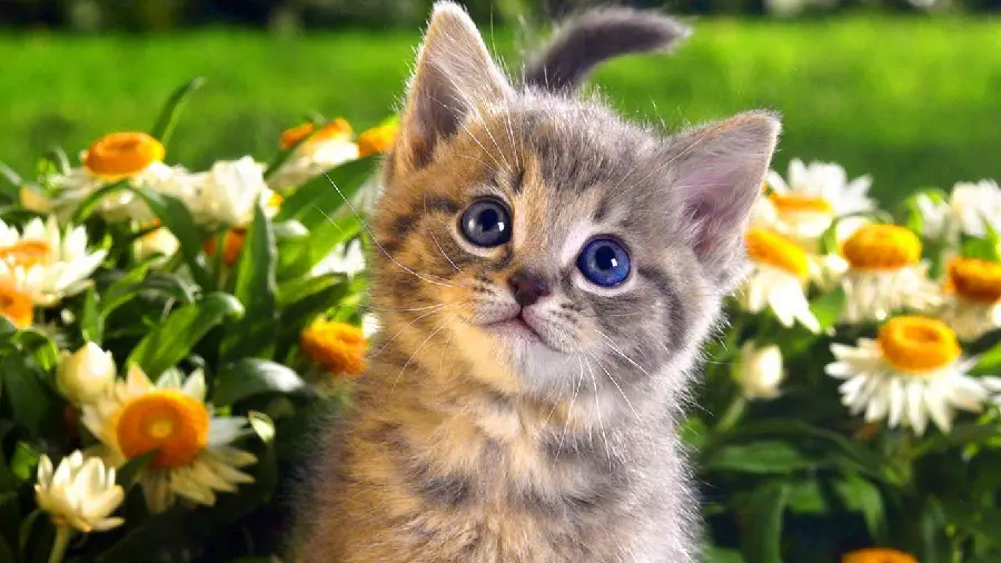 Professional Quality Cat Photograph Showcasing Feline Features