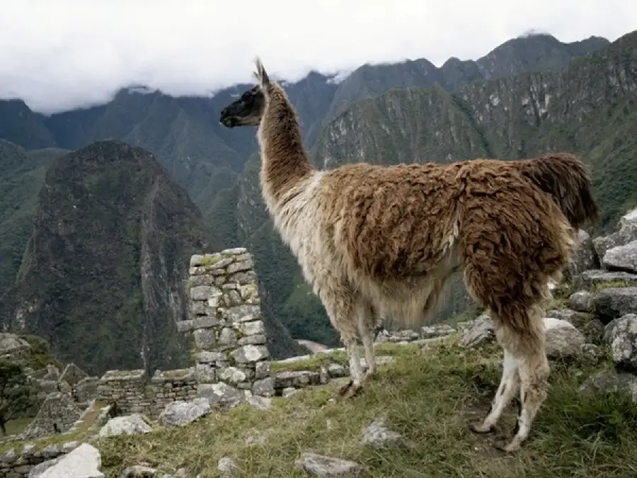 Llama Domestic Animal HD Photo