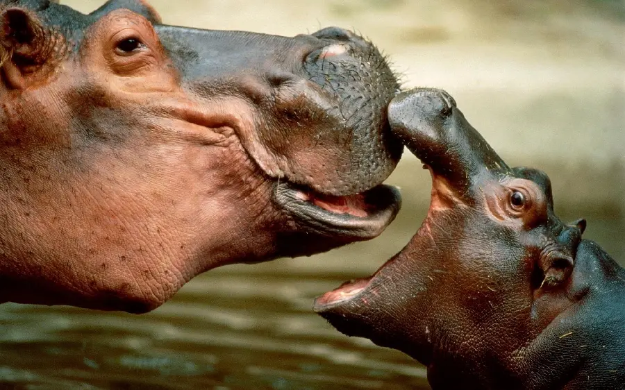 Beautiful Hippo High Quality Wildlife Photograph