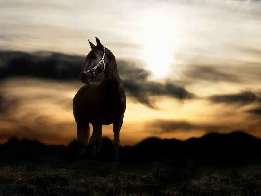 Beautiful Horse at Sunset Wallpaper