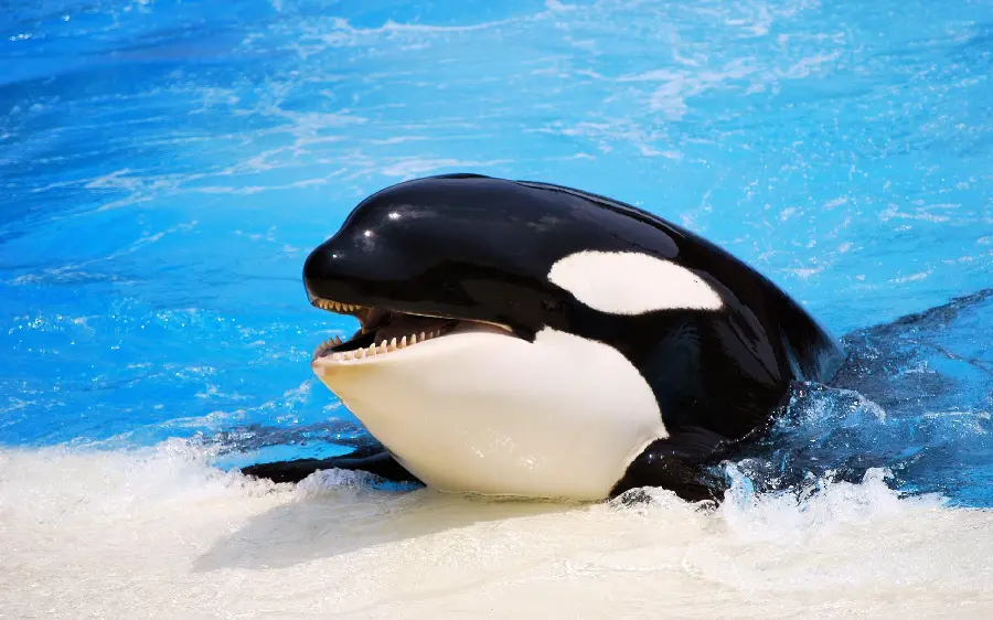 Killer whale profile picture