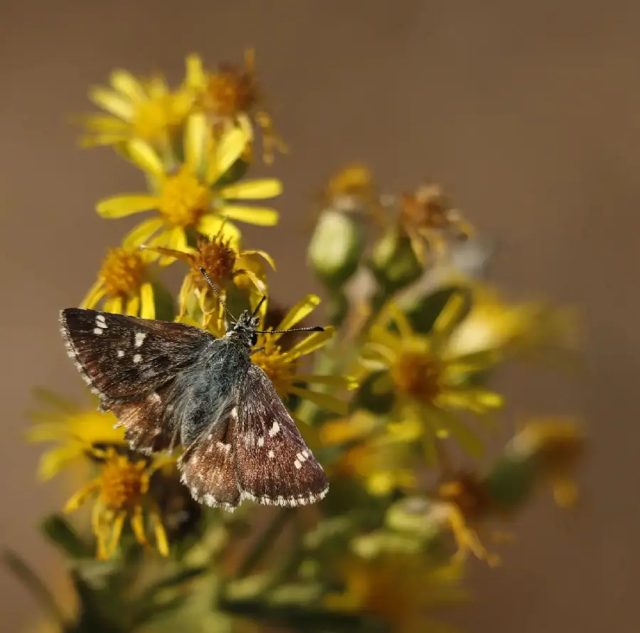 Beautiful butterfly in nature background