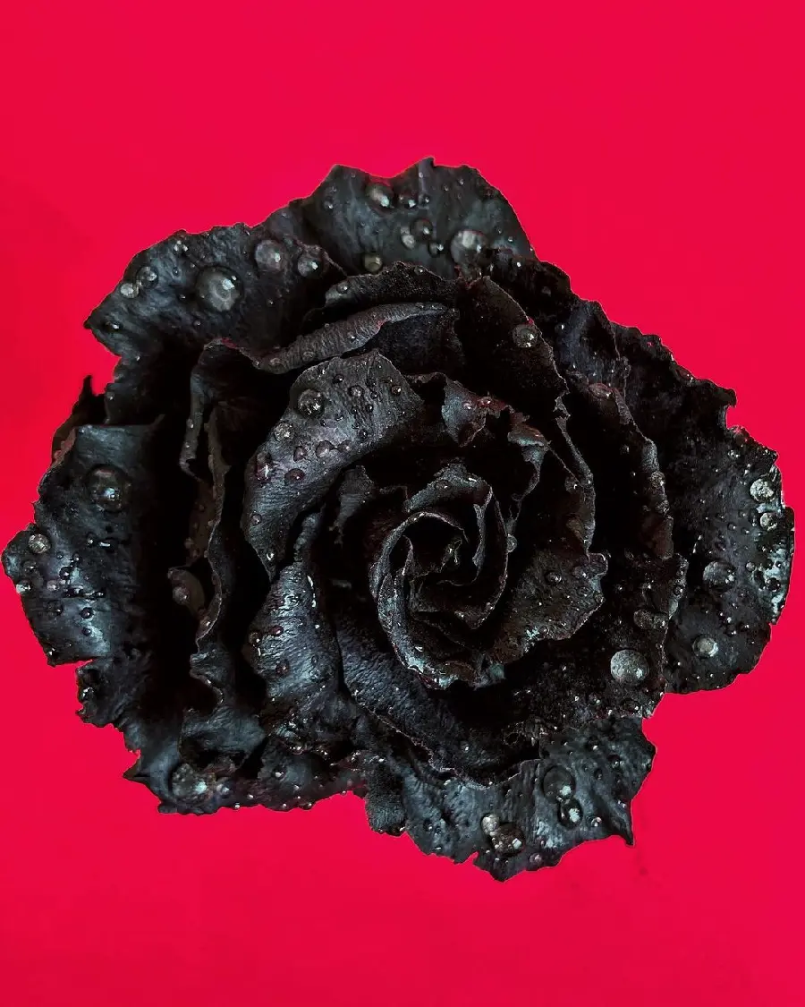 Best Quality Black Rose Background