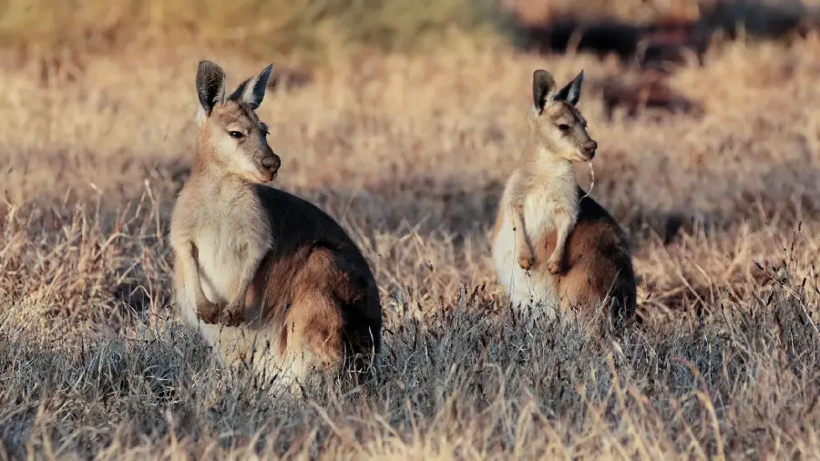 Muscular Kangaroo HD Image Powerful Marsupial