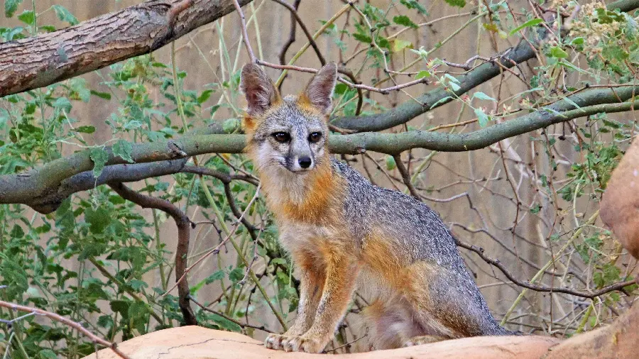 Island Gray Fox Pictures with Yellow and Orange Tones