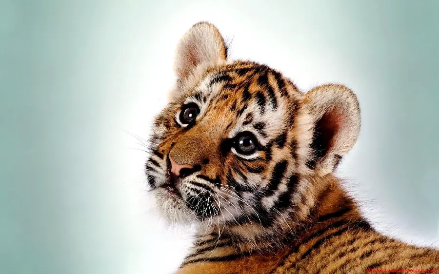 Cute Tiger Cub HD Photo Early Development