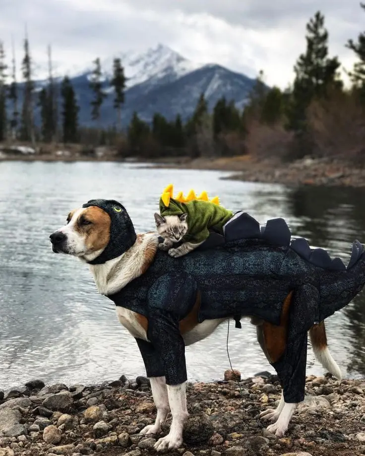 Funny Dog and Cat Travel Companions Adventure Photo