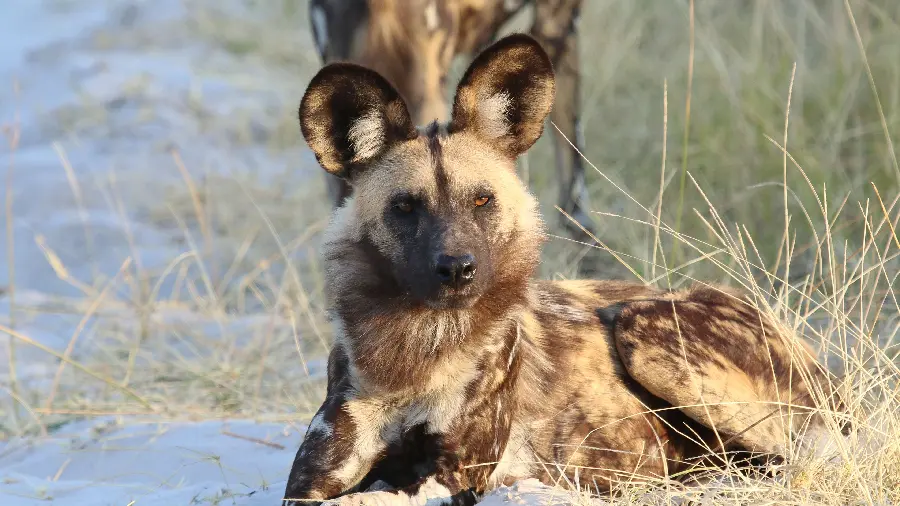 African Wild Dog Photo In 4K Quality