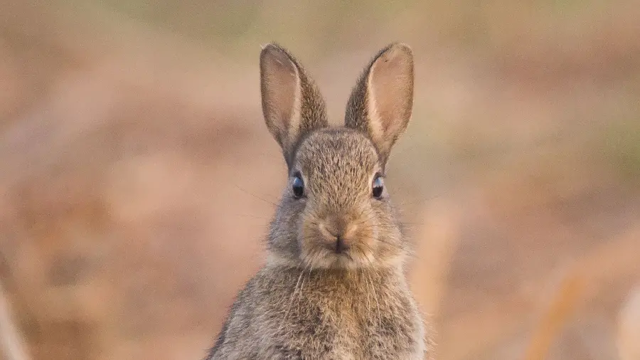 Cute Long Eared Rabbit Wallpaper
