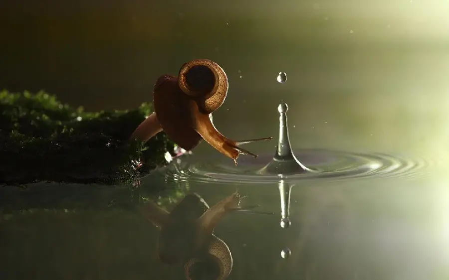 Snail Image Perfect for Wallpaper Background