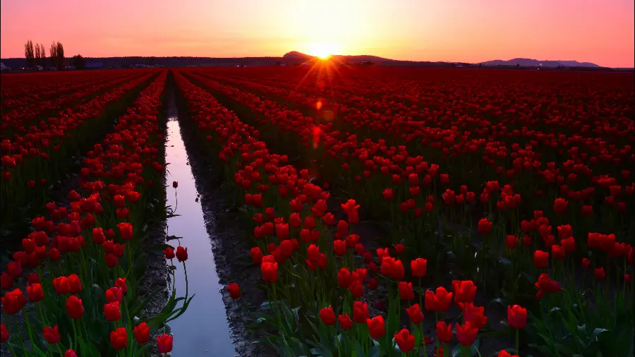 Tulip Field Wallpaper Washington USA