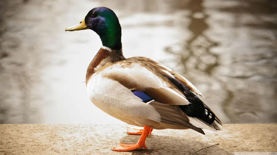 HD Quality Duck Photo for Wallpapers and Digital Displays