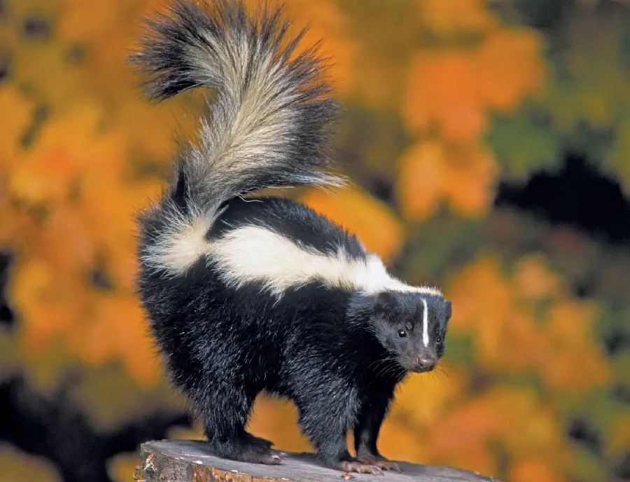 Weasel Seasonal Color Photo