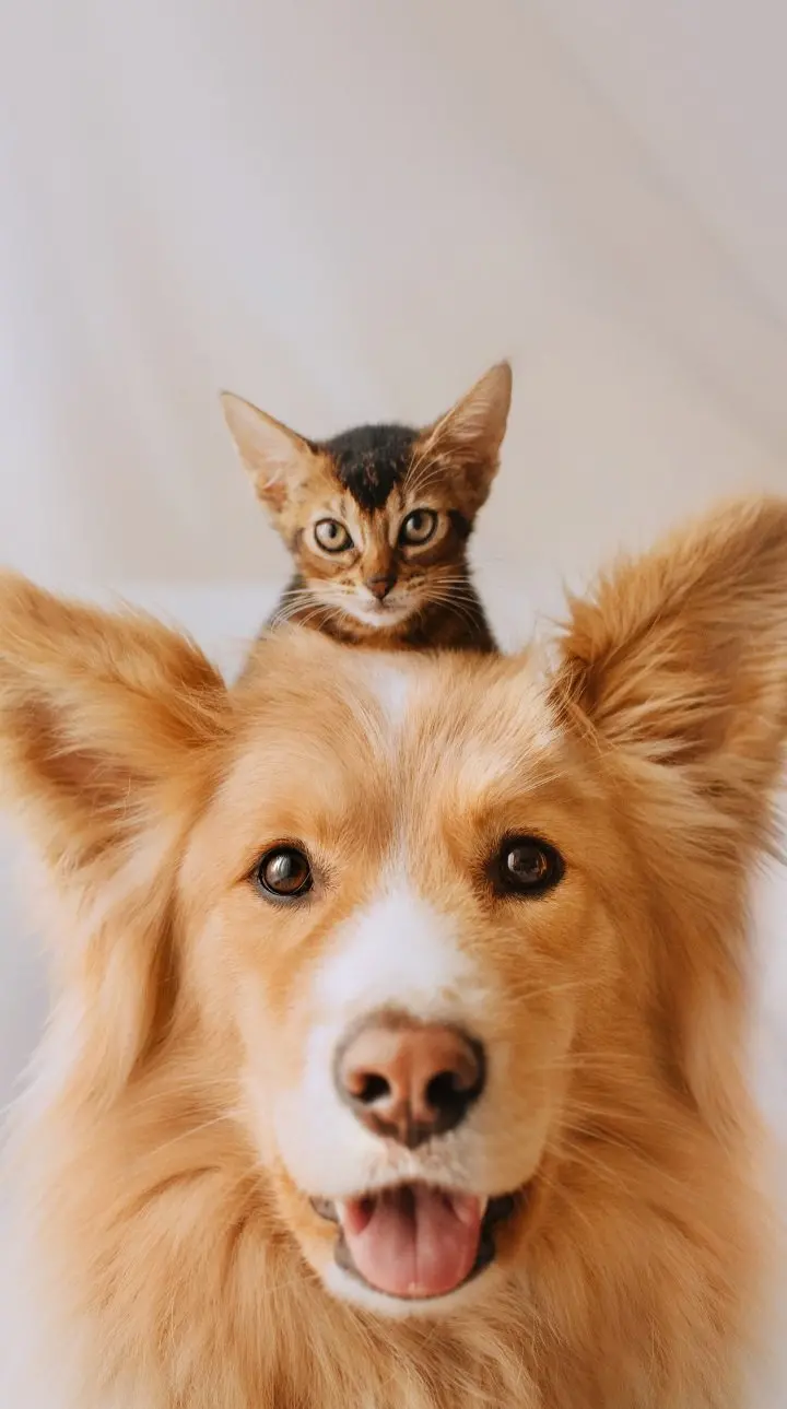 Download Cute Puppy and Kitten Photo for Social Media