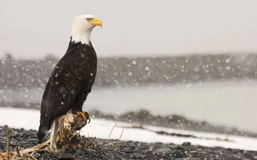 HD Eagle Photos for Download in Stunning Detail