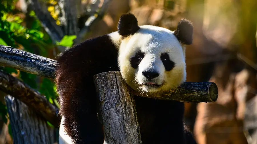 Giant Panda Resting Wallpaper 4K