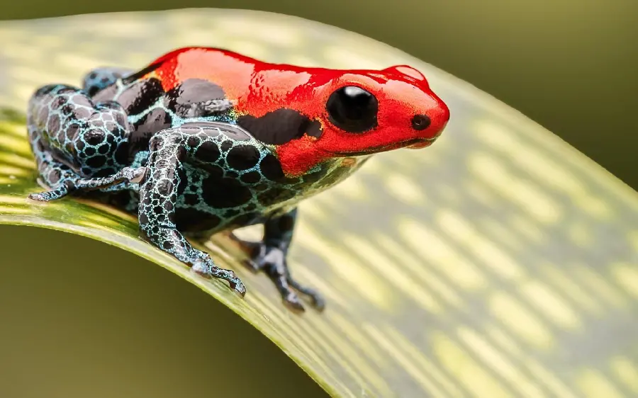 HD Frog Feeding Behavior And Tongue Mechanics