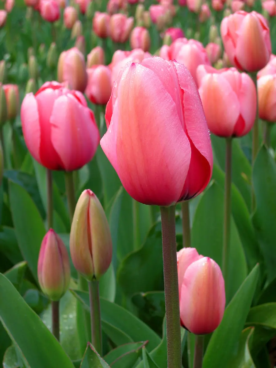 Beautiful tulip flower wallpaper and profile picture in high quality