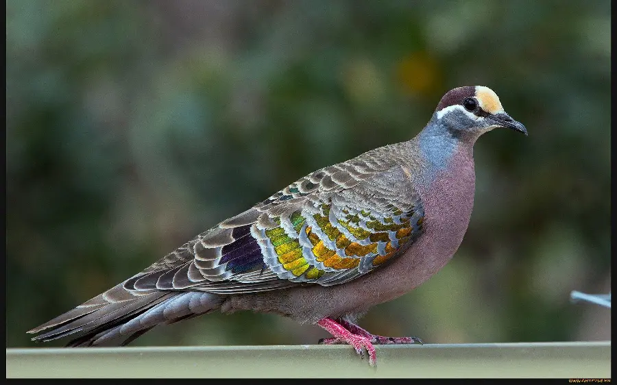Colorful Pigeon Photo Showcasing Vibrant Plumage and Patterns