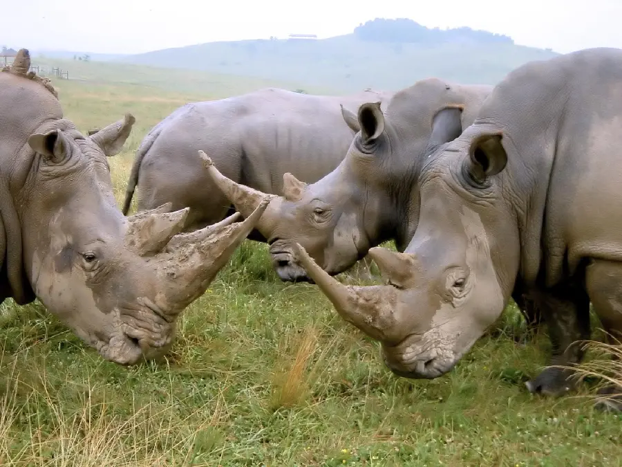 Northern white rhinoceros high quality photo