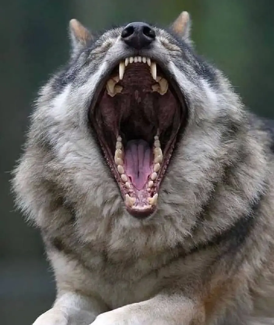 Wild Wolf Yawning Wallpaper Nature Photography