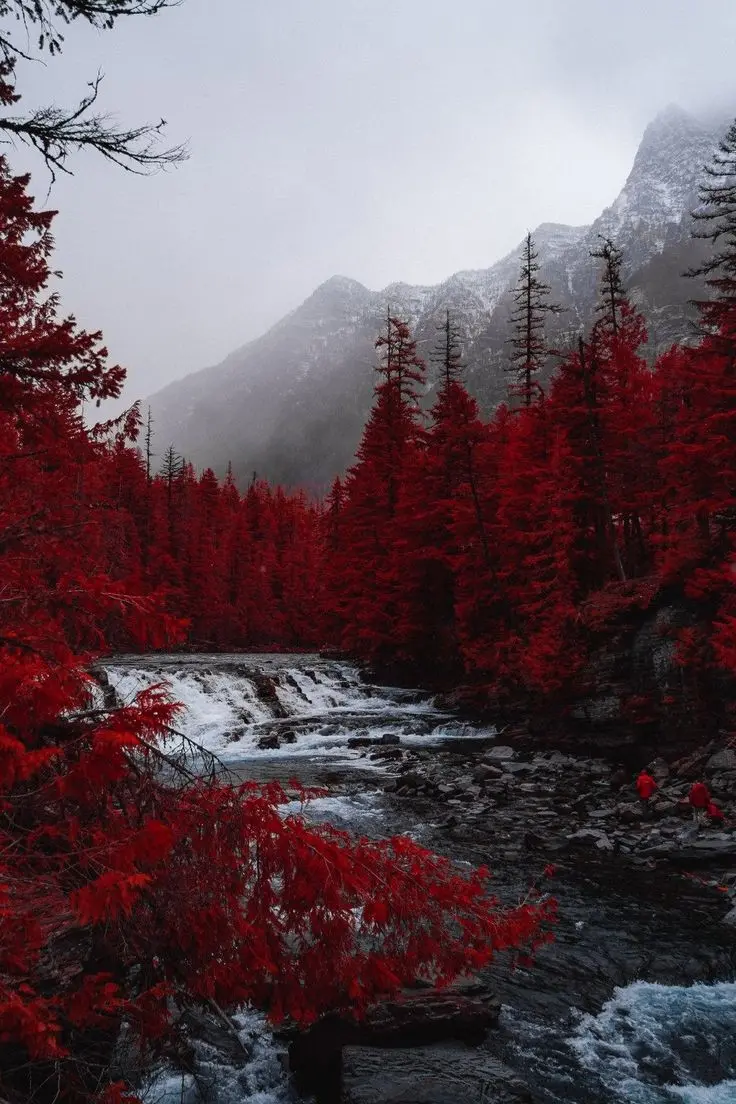 Super Stunning Red Autumn Forest HD Background