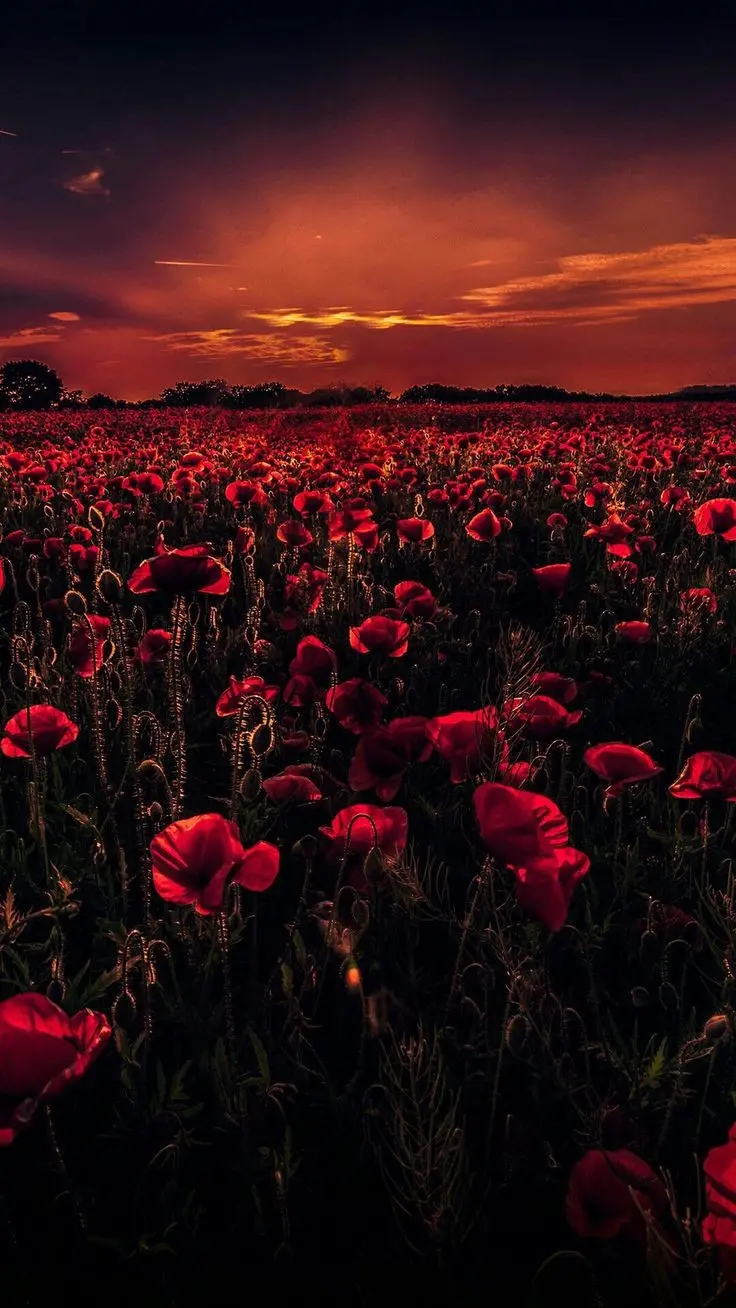 Red Flower Field Wallpaper for Desktop