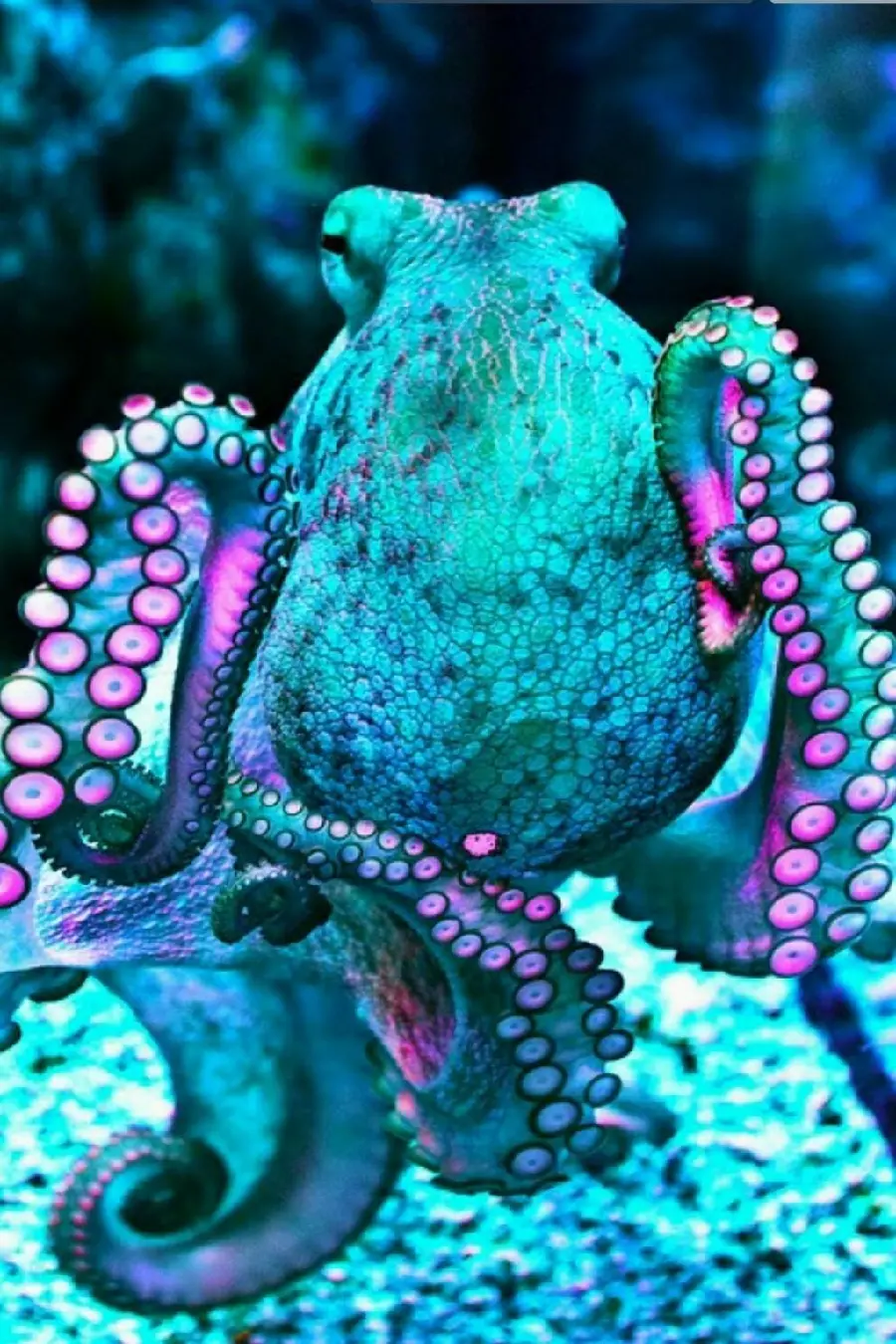 Blue Octopus High Quality Photo for Collections