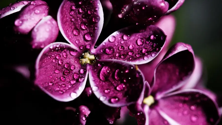 Fantasy Purple Wallpapers For Girls With High Quality