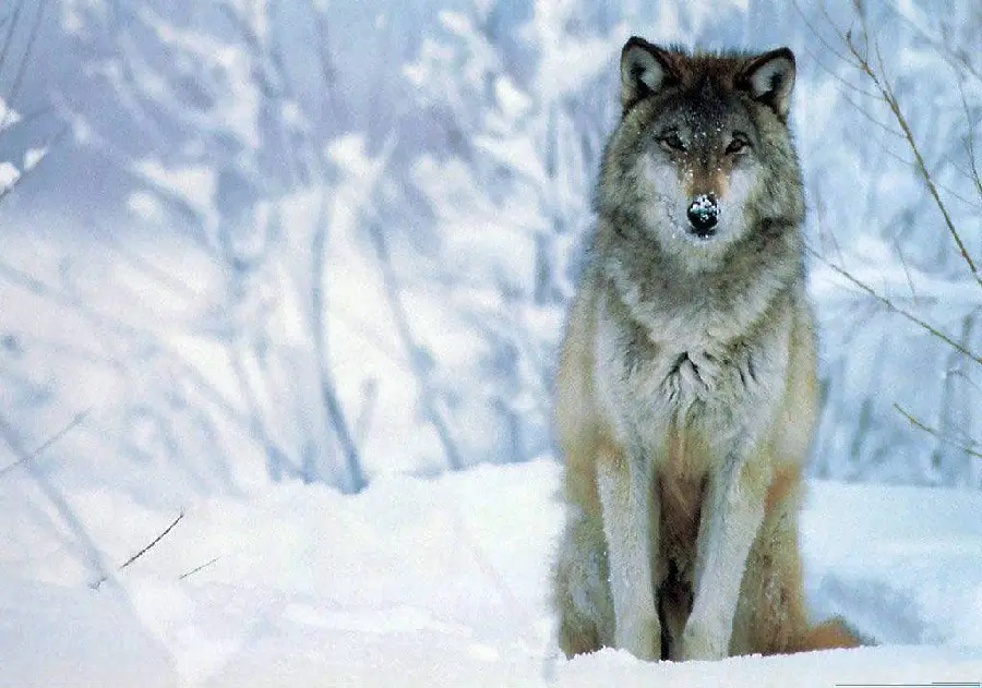 Beautiful Wolf HD Photo Nature Photography