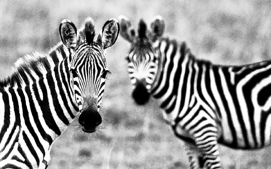 Zebra Wildlife HD Image