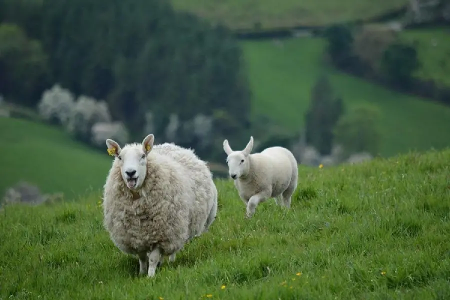 Funny Cute Sheep High-Quality Image