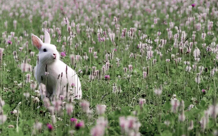 White Rabbit High-Resolution Photo