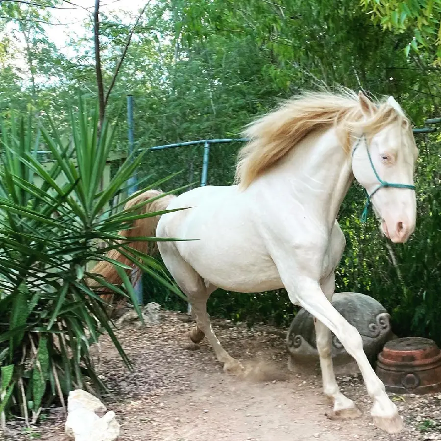 Stunning and Fun Image of a White Horse with a Beautiful Mane