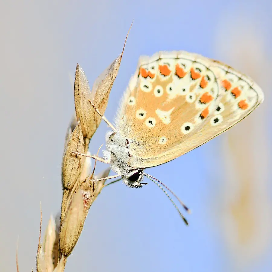 Beautiful Butterfly Wallpaper High Quality