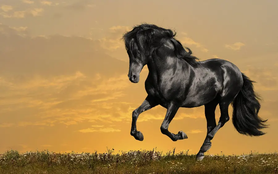 Most Beautiful Black Horse in the World
