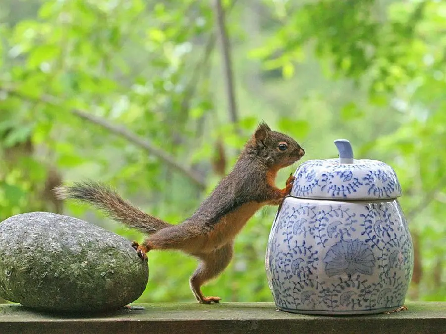 Lovely Squirrel Cute HD Photo