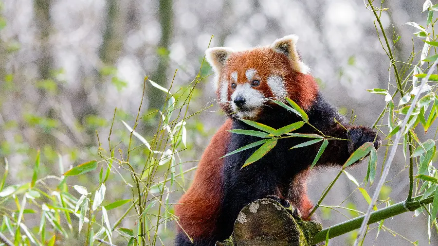 Cute Red Panda Wallpaper In 4K Quality