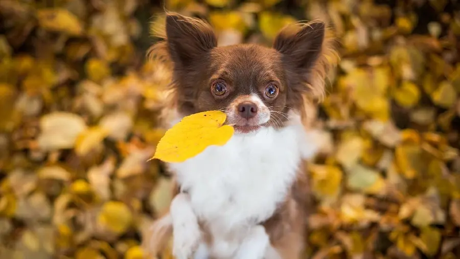 Brown Chihuahua Background in High Quality