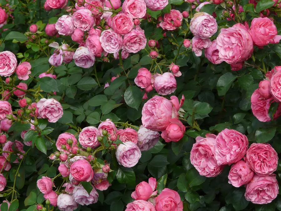 Beautiful HD Quality Pink Rose Wallpaper