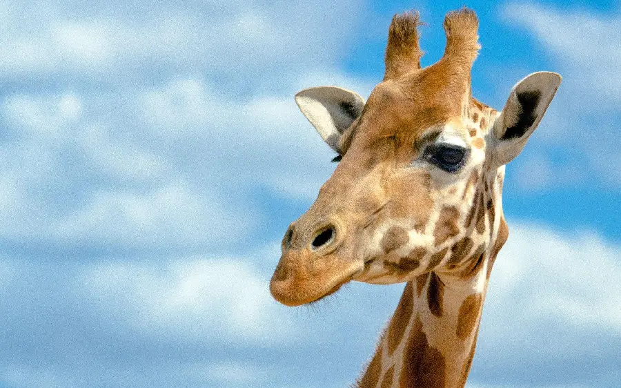 Giraffe Close Up Wallpaper and Background Image